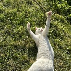 Подробнее об объявлении «Одинцово Найден кот срочно белоснежный глухой котик» Фото: найдена кошка  «Одинцово Найден кот срочно белоснежный глухой...» в г. Одинцово