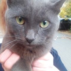 Подробнее об объявлении «Рязань Найден кот» Фото: найдена кошка Русская голубая кошка «Рязань Найден кот» в г. Рязань