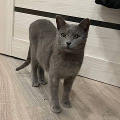 Подробнее об объявлении «Найдена кошка Липецк» Фото: найдена кошка Русская голубая кошка «Найдена кошка Липецк» в г. Липецк