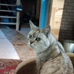 Подробнее об объявлении «Найдена кошка -кот Заокский» Фото: найдена кошка  «Найдена кошка -кот Заокский» в г. Заокский