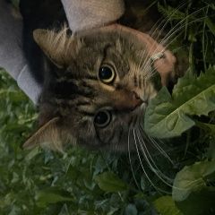 Подробнее об объявлении «Найдена кошка пушистая коричневая на рокоссовского 32 Псков» Фото: найдена кошка  «Найдена кошка пушистая коричневая на...» в г. Псков