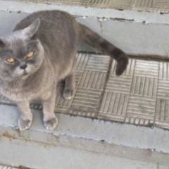 Картинка найдена кошка В городе Щелково обнаружилась кошка. Щелково