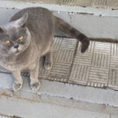 Подробнее об объявлении «Щелково Найдена кошка кот британский» Фото: найдена кошка Британская короткошерстная кошка «Щелково Найдена кошка кот британский» в г. Щелково