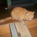 Подробнее об объявлении «Москва Найдена кошка» Фото: найдена кошка  «Москва Найдена кошка» в г. Москва