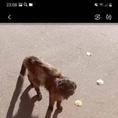 Подробнее об объявлении «Найдена кошка кошечка- скелет Орехово-Зуево» Фото: найдена кошка  «Найдена кошка кошечка- скелет Орехово-Зуево» в г. Орехово-Зуево