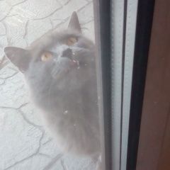 Подробнее об объявлении «Найдена кошка Йошкар-Ола» Фото: найдена кошка  «Найдена кошка Йошкар-Ола» в г. Йошкар-Ола