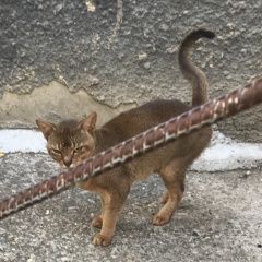 Подробнее об объявлении «Найден кот абиссинский кот Ставрополь» Фото: найдена кошка Абиссинская кошка «Найден кот абиссинский кот Ставрополь» в г. Ставрополь