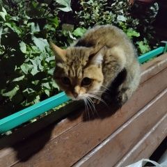 Подробнее об объявлении «Кострома Найдена кошка» Фото: найдена кошка  «Кострома Найдена кошка» в г. Кострома