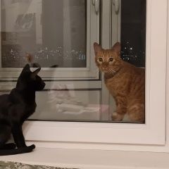 Подробнее об объявлении «Химки Найден кот» Фото: найдена кошка  «Химки Найден кот» в г. Химки