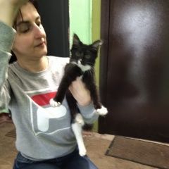 Подробнее об объявлении «Подольск Найдена кошка» Фото: найдена кошка  «Подольск Найдена кошка» в г. Подольск