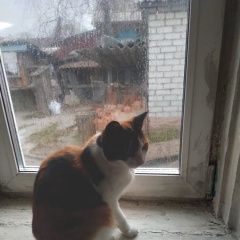 Подробнее об объявлении «Белогорск Найдена кошка» Фото: найдена кошка  «Белогорск Найдена кошка» в г. Белогорск