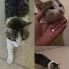 Подробнее об объявлении «Найдена кошка маленький котёнок Уфа» Фото: найдена кошка  «Найдена кошка маленький котёнок Уфа» в г. Уфа