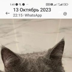 Подробнее об объявлении «Найден кот серый кот, на ул. селезневской 2б Тамбов» Фото: найдена кошка  «Найден кот серый кот, на ул. селезневской 2б...» в г. Тамбов