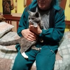 Подробнее об объявлении «Найден кот в бабурино Киржач» Фото: найдена кошка  «Найден кот в бабурино Киржач» в г. Киржач