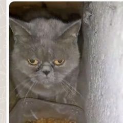 Подробнее об объявлении «Найдена кошка серый кот Дзержинский» Фото: найдена кошка Экзотическая короткошерстная «Найдена кошка серый кот Дзержинский» в г. Дзержинский