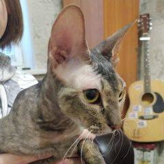 Подробнее об объявлении «Нижний Тагил Найдена кошка» Фото: найдена кошка Сфинкс «Нижний Тагил Найдена кошка» в г. Нижний Тагил