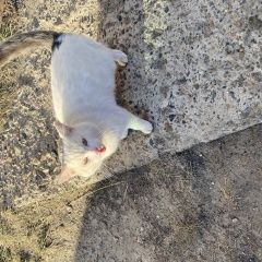 Подробнее об объявлении «Найден кот белого окраса с серым хвостом Колпашево» Фото: найдена кошка  «Найден кот белого окраса с серым хвостом Колпашево» в г. Колпашево