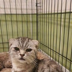 Подробнее об объявлении «Купавна Найдена кошка вислоухая» Фото: найдена кошка  «Купавна Найдена кошка вислоухая» в г. Купавна