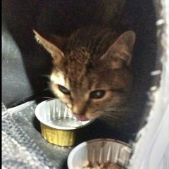 Подробнее об объявлении «Найдена кошка окрас шпротный Королев» Фото: найдена кошка  «Найдена кошка окрас шпротный Королев» в г. Королев