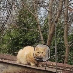 Картинка найдена кошка В городе Пушкино обнаружилась кисонька. Пушкино
