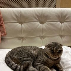 Подробнее об объявлении «Найдена кошка вислоухая, зеленый ошейник Жуковка» Фото: найдена кошка  «Найдена кошка вислоухая, зеленый ошейник Жуковка» в г. Жуковка