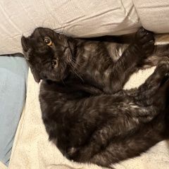 Подробнее об объявлении «Найден кот шотландский вислоухий Звенигород» Фото: найдена кошка  «Найден кот шотландский вислоухий Звенигород» в г. Звенигород