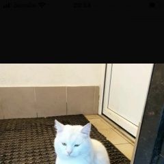 Подробнее об объявлении «Коломна Найден кот белый кот» Фото: найдена кошка  «Коломна Найден кот белый кот» в г. Коломна