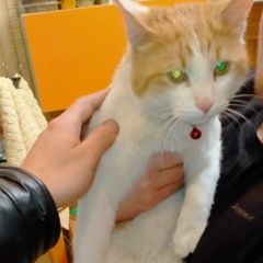 Подробнее об объявлении «Найдена кошка Ногинск» Фото: найдена кошка  «Найдена кошка Ногинск» в г. Ногинск