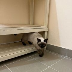 Подробнее об объявлении «Ковров Найдена кошка» Фото: найдена кошка Сиамская кошка «Ковров Найдена кошка» в г. Ковров