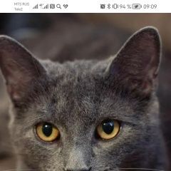 Картинка найдена кошка В городе Москва обнаружена кисочка. Москва