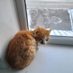 Подробнее об объявлении «Найдена кошка Иркутск» Фото: найдена кошка  «Найдена кошка Иркутск» в г. Иркутск