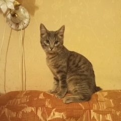 Подробнее об объявлении «Найдена кошка Тверь» Фото: найдена кошка  «Найдена кошка Тверь» в г. Тверь