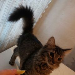 Подробнее об объявлении «Найдена кошка очень ласковая Брянск» Фото: найдена кошка  «Найдена кошка очень ласковая Брянск» в г. Брянск