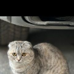 Картинка найдена кошка В городе Москва нашлась кошечка. Москва
