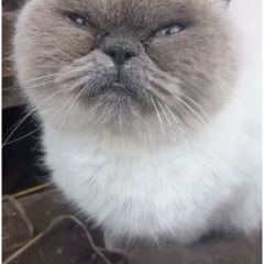 Подробнее об объявлении «Коломна Найдена кошка кот пушистый белый» Фото: найдена кошка  «Коломна Найдена кошка кот пушистый белый» в г. Коломна