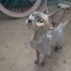 Подробнее об объявлении «Найдена кошка Севастополь» Фото: найдена кошка Сфинкс «Найдена кошка Севастополь» в г. Севастополь