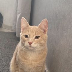Подробнее об объявлении «Видное Найден кот палевый рыжий» Фото: найдена кошка  «Видное Найден кот палевый рыжий» в г. Видное