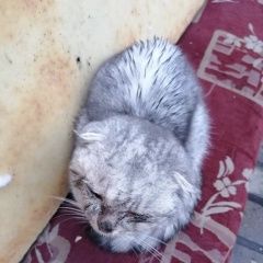 Картинка найдена кошка В городе Курск замечена киса. Курск