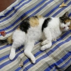 Подробнее об объявлении «Абинск Найдена кошка» Фото: найдена кошка  «Абинск Найдена кошка» в г. Абинск