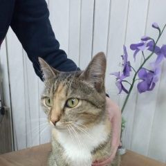 Подробнее об объявлении «Найдена кошка Новоуральск» Фото: найдена кошка  «Найдена кошка Новоуральск» в г. Новоуральск