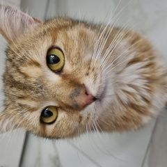 Подробнее об объявлении «Нижний Тагил Найден кот» Фото: найдена кошка  «Нижний Тагил Найден кот» в г. Нижний Тагил