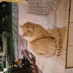 Подробнее об объявлении «Найден кот Геленджик» Фото: найдена кошка  «Найден кот Геленджик» в г. Геленджик