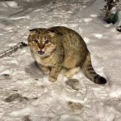 Картинка найдена кошка В городе Истра найден котейка. Истра
