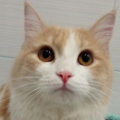 Подробнее об объявлении «Найден кот Анапа» Фото: найдена кошка  «Найден кот Анапа» в г. Анапа