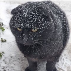 Подробнее об объявлении «Найдена кошка вислоухий кот мерзнет на улице Звенигород» Фото: найдена кошка Скоттиш фолд (шотландская вислоухая) «Найдена кошка вислоухий кот мерзнет на улице...» в г. Звенигород