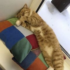 Подробнее об объявлении «Найден кот рыжий кот Загорянский» Фото: найдена кошка  «Найден кот рыжий кот Загорянский» в г. Загорянский