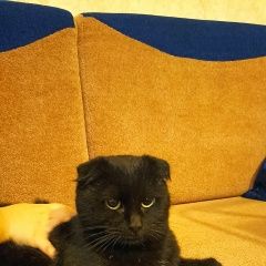 Подробнее об объявлении «Найден кот приблудился молодой котик Майкоп (Адыгея)» Фото: найдена кошка  «Найден кот приблудился молодой котик Майкоп...» в г. Майкоп (Адыгея)