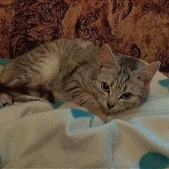 Подробнее об объявлении «Рязань Найдена кошка» Фото: найдена кошка  «Рязань Найдена кошка» в г. Рязань