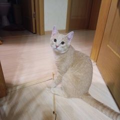 Подробнее об объявлении «Видное Найден кот рыжий кот, окрас палевый, светлый» Фото: найдена кошка  «Видное Найден кот рыжий кот, окрас палевый,...» в г. Видное