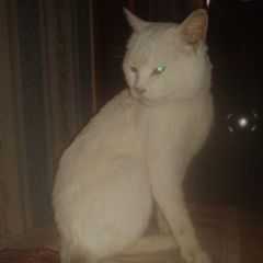 Подробнее об объявлении «Найден кот Севастополь» Фото: найдена кошка  «Найден кот Севастополь» в г. Севастополь